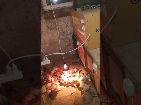 Видео: Балапан ауырмасын десениз