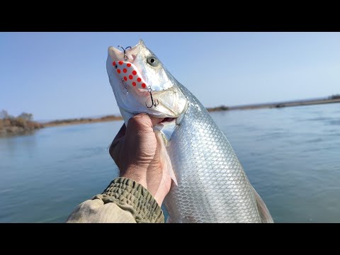 Видео: Такого клёва я давно не видел👍🔥 часть 1.
