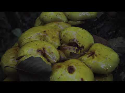 Видео: Прогулка в Шабринский биологический заказник