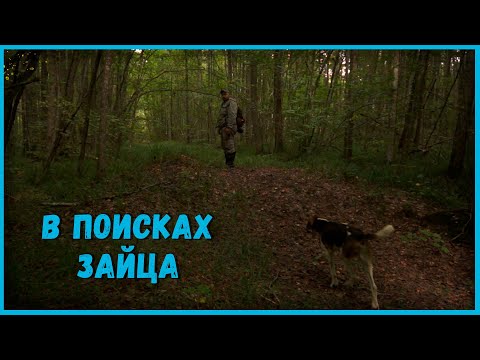 Видео: Охота с русской пегой гончей...Охота, нагонка или прогулка??? Охота на зайца беляка и лису.