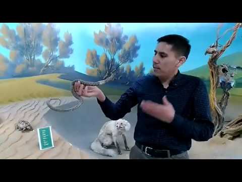 Видео: Жыланның қиссасы