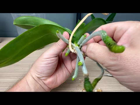 Видео: только ЭТОТ способ наращивания новых корней орхидеи с НУЛЯ лучший : пересадка орхидеи