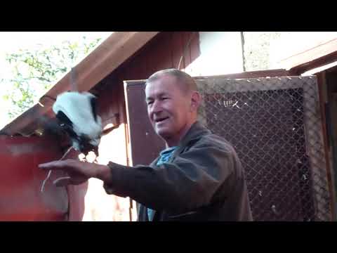 Видео: ГОЛУБИ    У    СЛАВИКА  ДИМИТРОВ