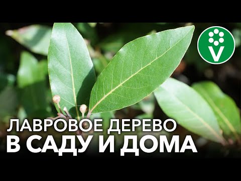 Видео: КАК ВЫРАСТИТЬ ЛАВРОВОЕ ДЕРЕВО ДОМА И В САДУ? Невероятная польза лаврового листа + рецепты