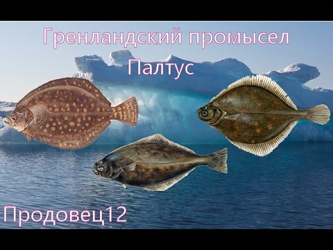Видео: Русская рыбалка 3.99 Гренландский Промысел - Палтус