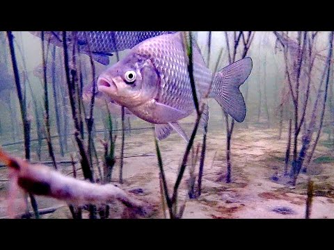 Видео: Рыбалка на карася зимой! Ловля на мормышку. Боковой кивок. Озеро Чаны. #dkhunter #карасьзимой