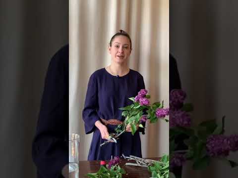 Видео: Уход за срезанной сиренью