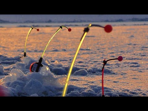 Видео: Поклевка ценой в 160 т.р, ЗАПРЕЩЕННАЯ РЫБА Кастрюк клюнула на Комбайн!крупный окунь.Бурлак Егерь