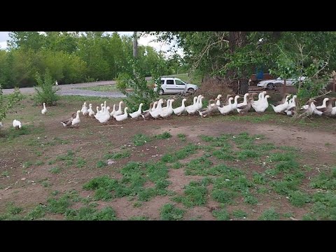 Видео: Екі мың бас қаз өсірген қарапайым жігіт.Қаз бағу.