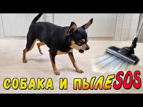 Видео: Реакция собаки на пылесос или как научить собаку не бояться пылесоса?