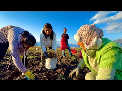 Видео: Կոմանդիր Ռիմայի արկածները կարտոֆիլի դաշտում / Командир Рима, сбор картофеля и бессмертный кофе