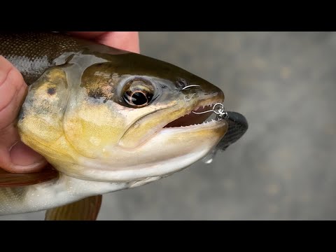 Видео: Так много крупной форели не бывает I Рыбачу с TSURINOYA Intruder S534UL 