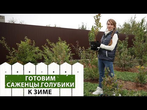 Видео: Уход за саженцами голубики. Как подготовить саженцы голубики к посадке осенью.