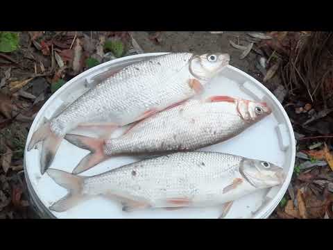 Видео: На рыбалке в Черном Яру. Рыбец хороших размеров. Не обошлось и в этот раз без приключений.