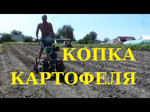 Видео: Копка картофеля переделанной копалкой. Верхом на копалке