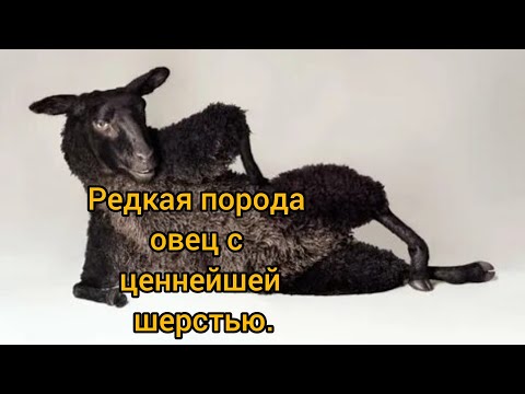 Видео: Каракульская овца — самая ценная порода в мире?