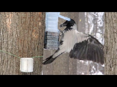 Видео: Голодные голуби и хитроумные вороны / Hungry pigeons and cunning crows