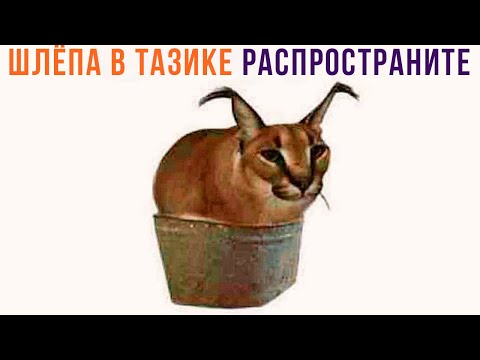 Видео: ШЛЁПА В ТАЗИКЕ, РАСПРОСТРАНИТЕ!))) Приколы | Мемозг 846