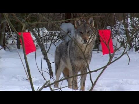 Видео: Охота на Волка с флажками. Hunting on a wolf with flags
