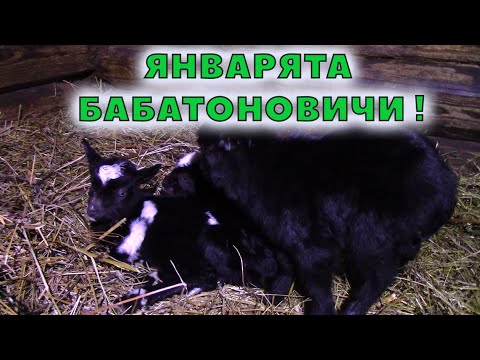 Видео: Вышел поснимать, а тут козлята!