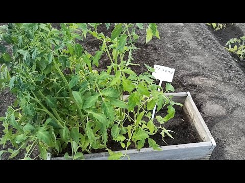 Видео: Как правильно сажать переросшие помидоры лежа