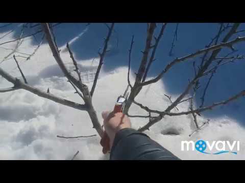 Видео: Обрезка груши / pruning pears / Сорт Талгарская Красавица и Бере Боск Масляная.