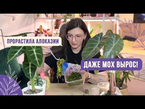 Видео: Клубни Алоказий. Как проращивать? Как добиться зеленого мха?