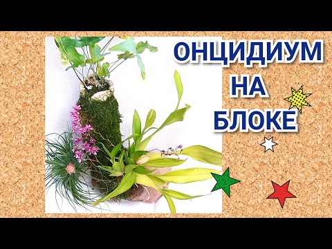 Видео: Как посадить орхидею Онцидиум. Орхидеи на блоке. Oncidium sotoanum уход и содержание.