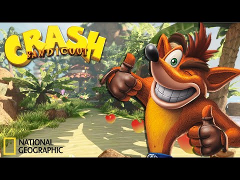 Видео: Австралійські пригоди Елі | Crash Bandicoot