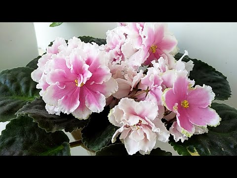 Видео: Цветущие фиалки. Что цветет в июле.