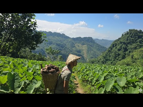 Видео: Кха копает картошку, чтобы продать на рынке, и делает вкусные картофельные пирожки.