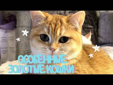 Видео: 🤩  ОСОБЕННОСТИ ПОРОДЫ🙀ЗОЛОТАЯ БРИТАНСКАЯ ШИНШИЛЛА😻GOLDEN KITTENS👑