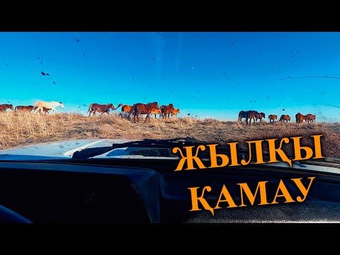 Видео: Жирен айғыр Жорканы іздеп тауып қораға қамадық, жабағыны ұстап бойняға апардық.