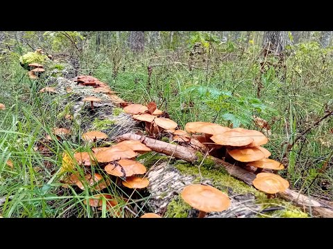 Видео: Мечты сбываются🤩град всё побил😭грибочки🌞