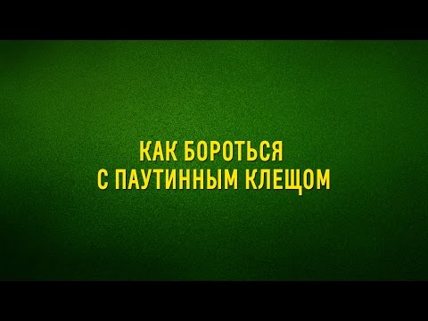 Видео: Как бороться с паутинным клещом