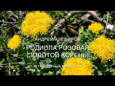 Видео: Родиола розовая (золотой корень). Алефиров А.Н.