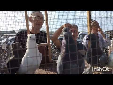 Видео: Андижон сой кабутар бозори 03 08 2025