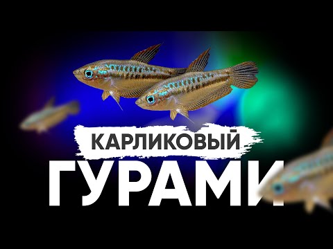Видео: Карликовый гурами. Содержание, кормление, размножение