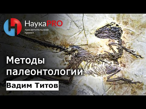 Видео: Методы палеонтологии | Лекции по палеонтологии – палеонтолог Вадим Титов | Научпоп