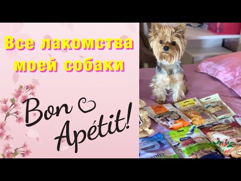 Видео: Все лакомства моей собаки