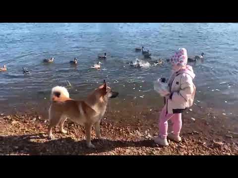 Видео: Ждём переправу через реку Вымь. В деревне.