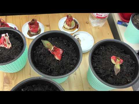 Видео: Полулуковицы после обработки марганцовкой и посадка на бочок