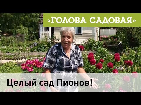 Видео: Голова садовая - Поговорим о Пионах