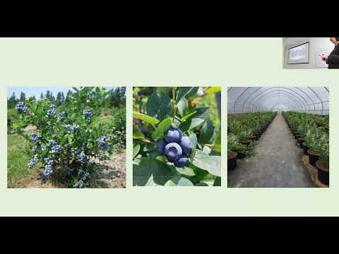Видео: Лекція №27. Вирощування ягідних культур - основні принципи та правила.