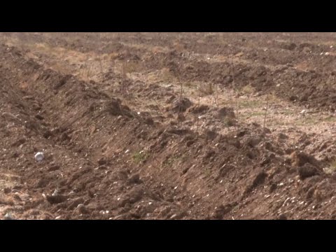 Видео: Тараз қаласының маңына отырғызылған мыңдаған көшет қурап қалды