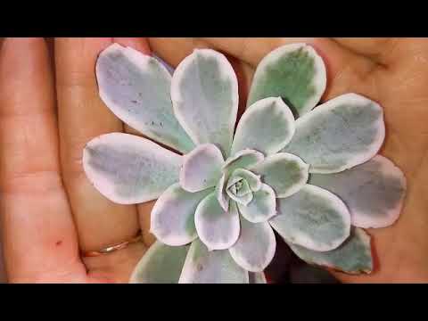 Видео: Распаковка суккулентов. Новинки в моей коллекции. 27.10.22г
