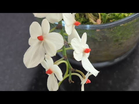 Видео: Аерангис родострикта # aerangis rodostricta. Про мой уход и цветение 