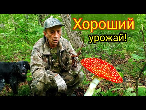 Видео: 2020г. Элеутерококк, Женьшень или Мухоморы? Дары Приморской Уссурийской тайги.