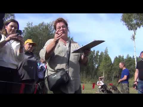 Видео: 64 Тверская областная выставка собак охотничьих пород. Ринг Курцхааров.