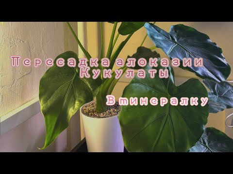Видео: Пересадка алоказии кукулаты🤪